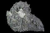 Platycrinites Crinoid Fossil With Gastropod - Crawfordsville, Indiana #94753-1